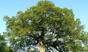 oak tree 1