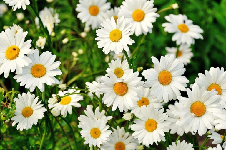 Effective Communication