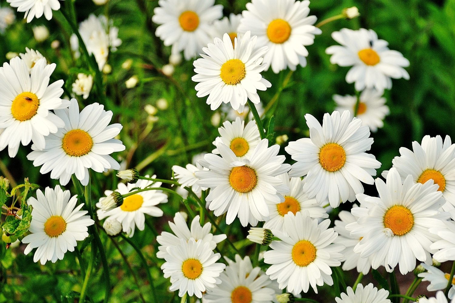 Effective Communication