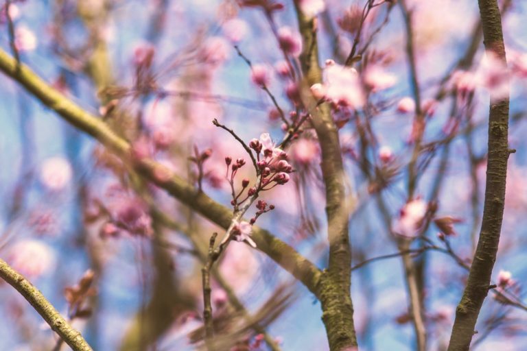 Emotional Intelligence