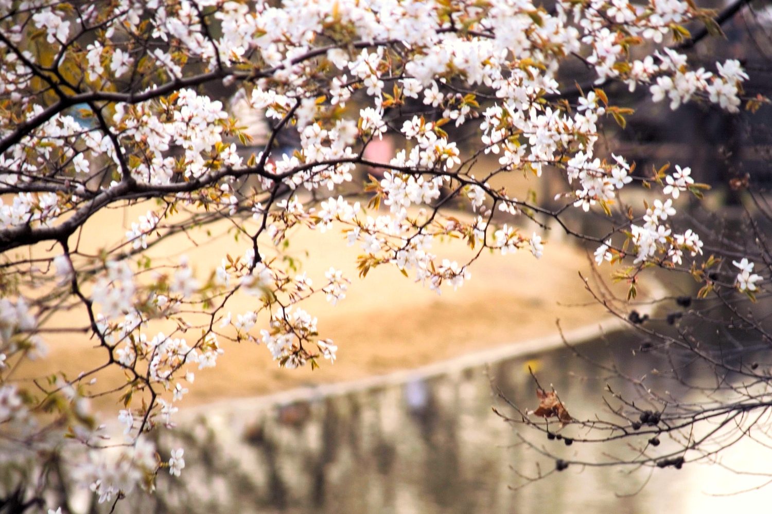 What are Interpersonal Skills