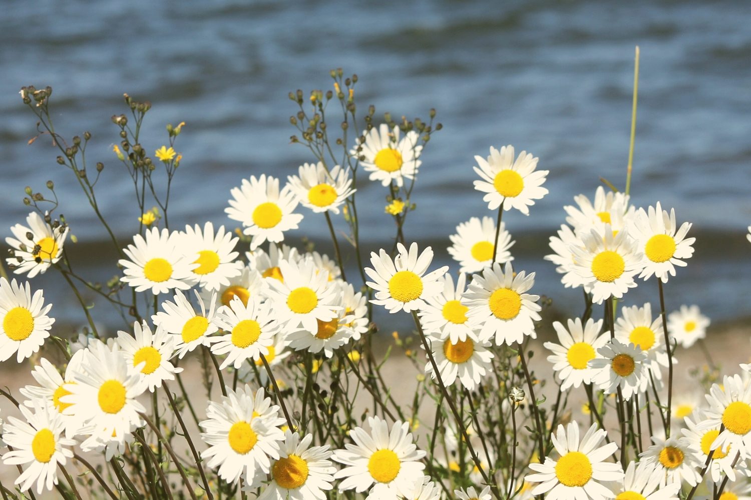 Daily Good Habits To Improve Your Life