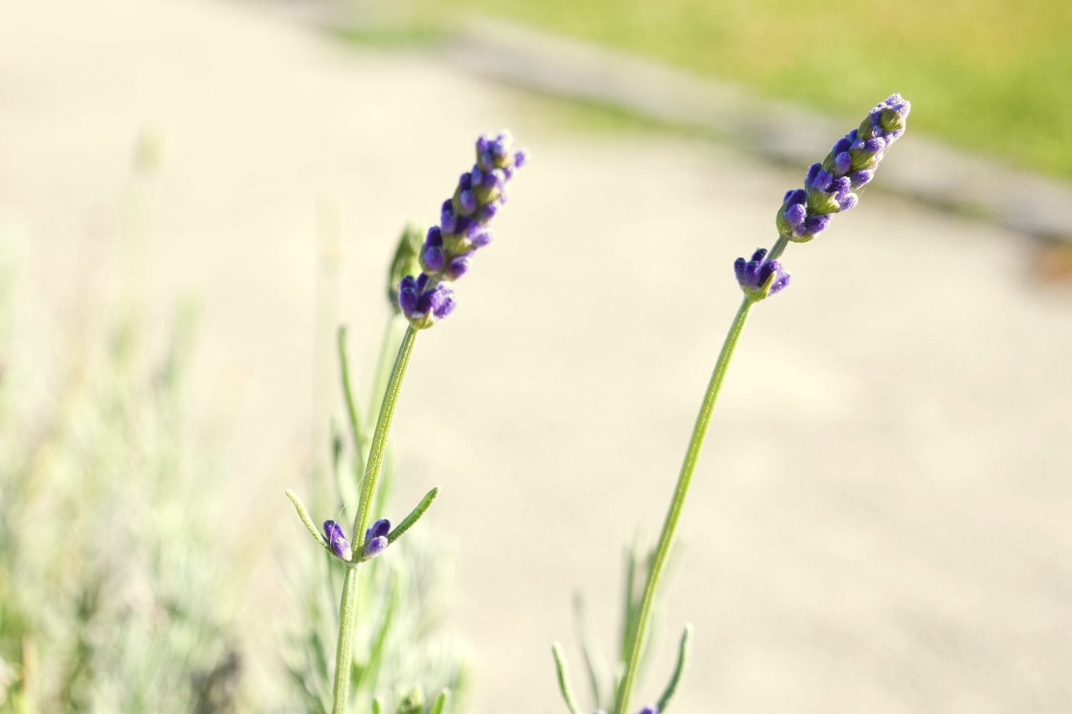 What Makes People Happy