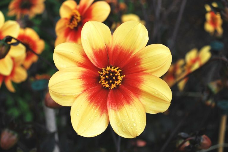 Bad Personality Traits