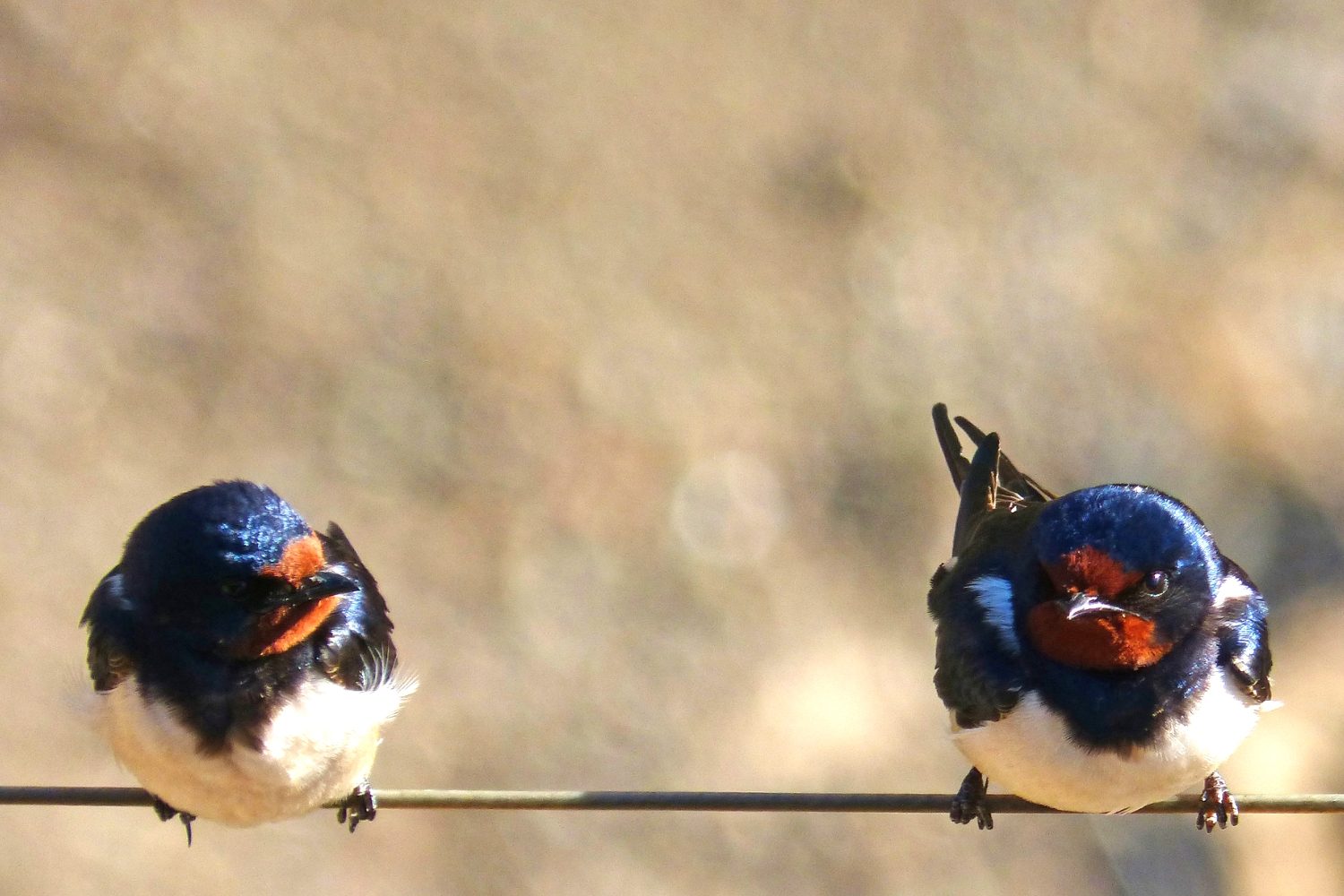 Best Soulmate Quotes