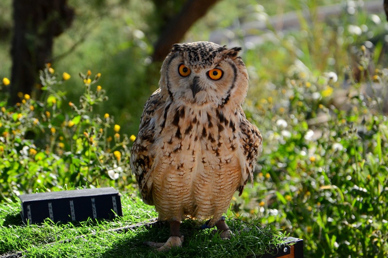 Quotes about the Brain and Mind