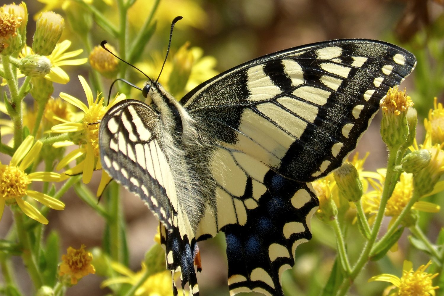 What are the Benefits of Positive Thinking