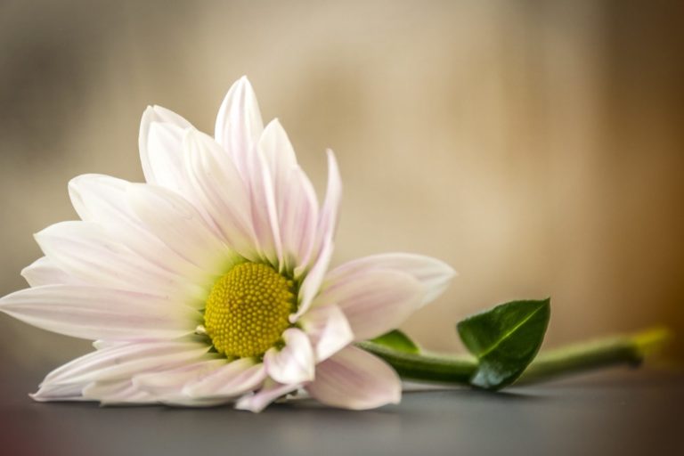 What Is Self Respect and Why Is It Important