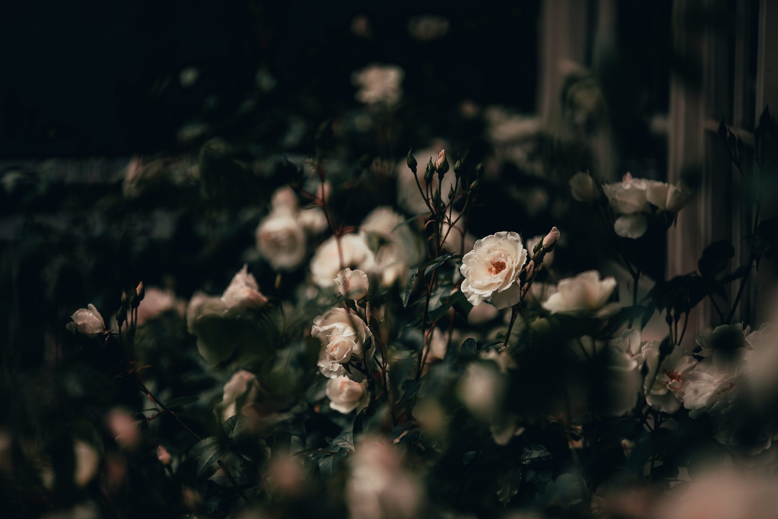 What Do You Wear to a Wake, and What to Wear to a Funeral