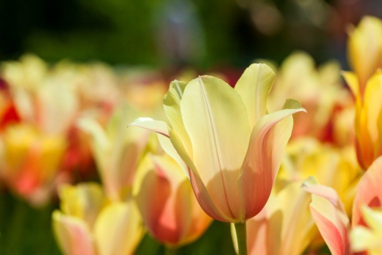 Loved Ones Diagnosed with Borderline Personality Disorder