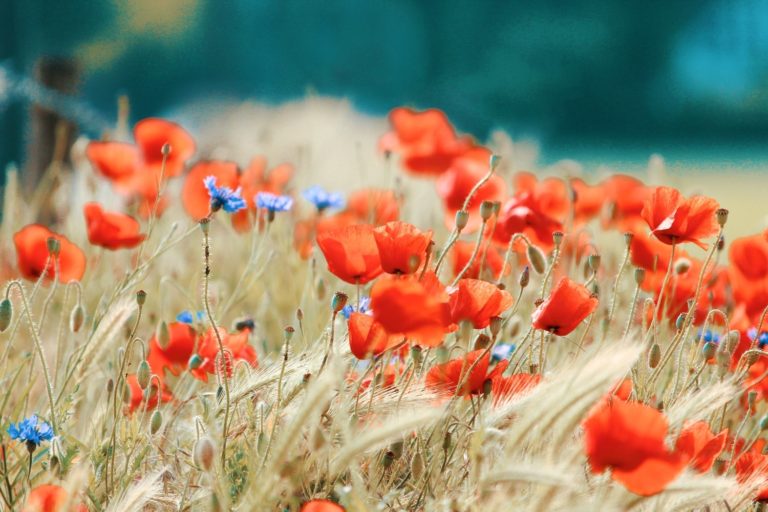 Get your life together