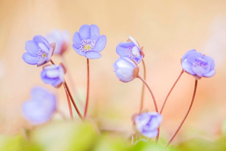 Immanuel Kant Quotes