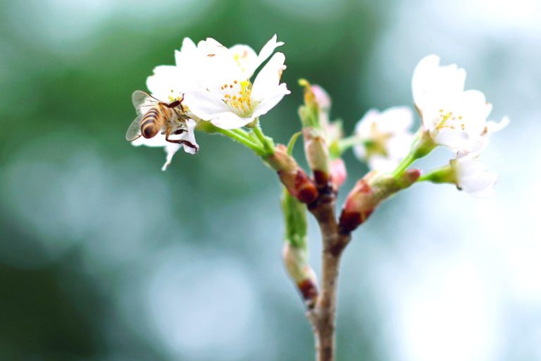 Terence McKenna Quotes