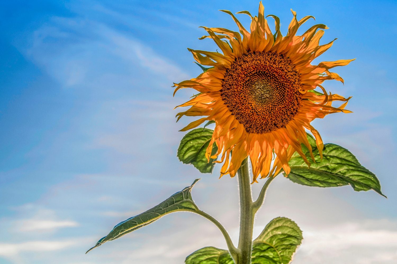 Vincent Van Gogh Quotes