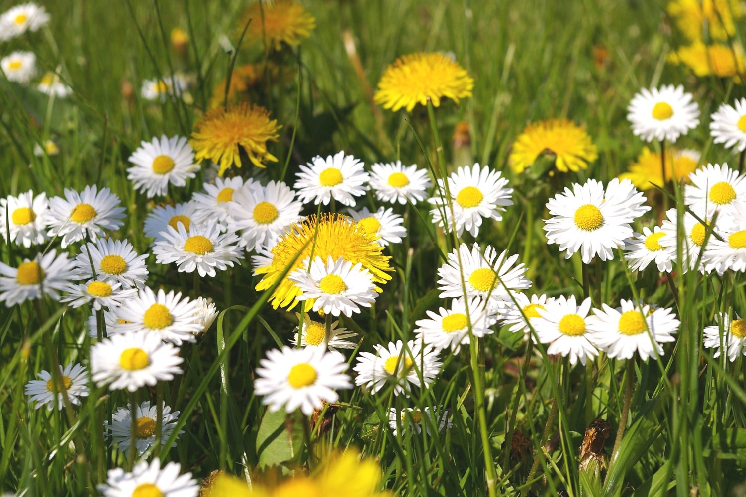 What Is the Point of Life