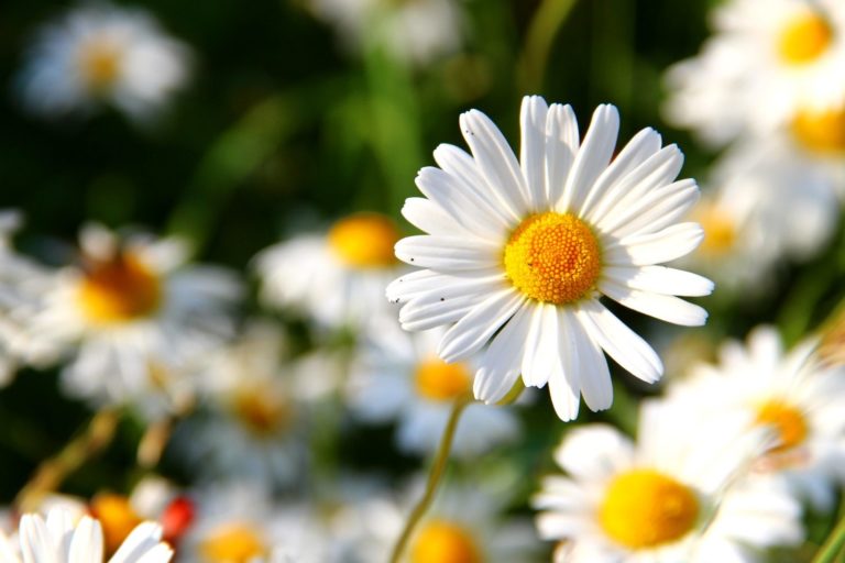 Main Causes of Poverty in America