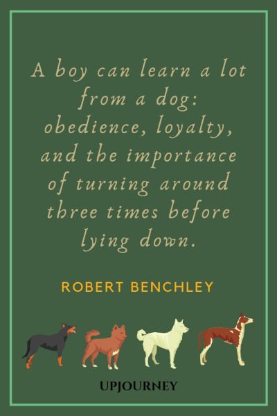 A boy can learn a lot from a dog: obedience, loyalty, and the importance of turning around three times before lying down. — Robert Benchley #loyalty #quotes #boy #dog