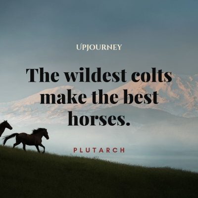 "The wildest colts make the best horses." — Plutarch #horse #quotes #colt 