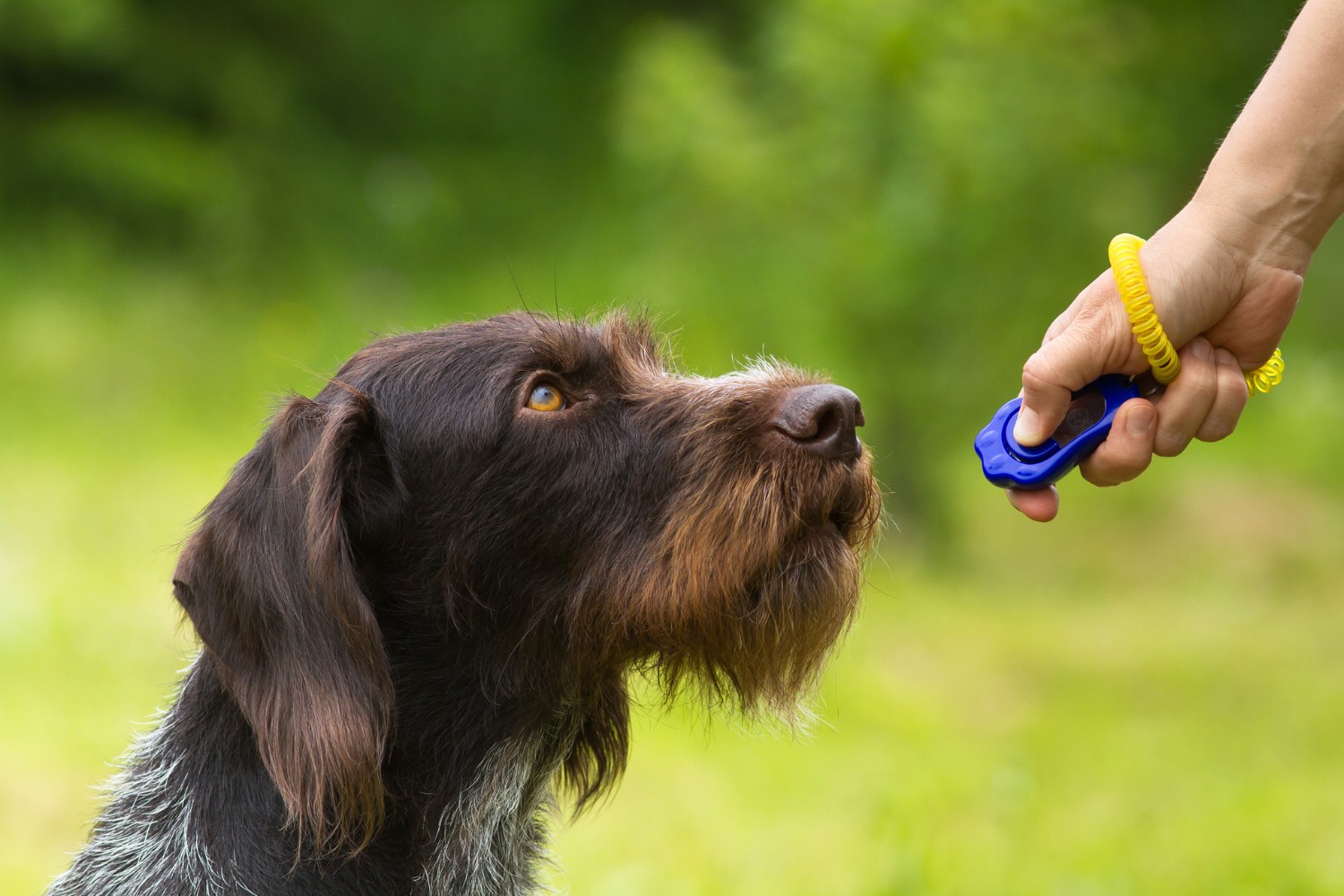 Classical Conditioning