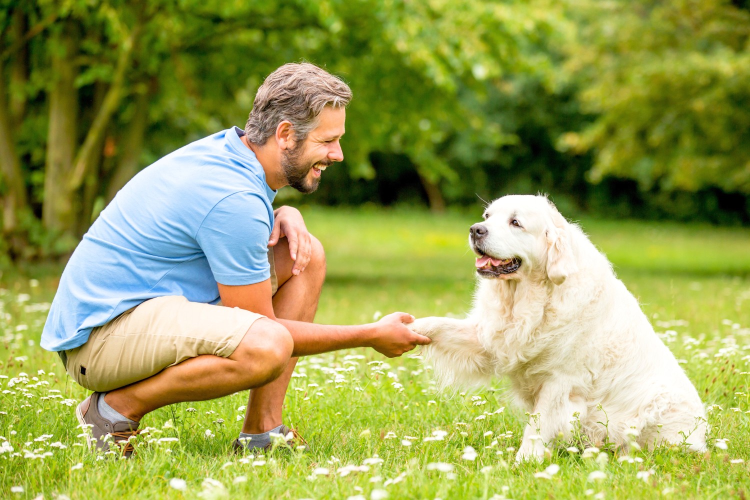 Best Dog Training Books