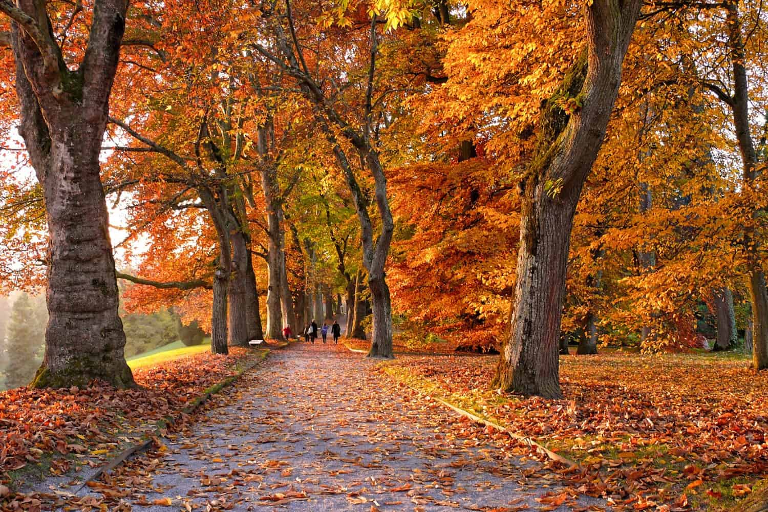 fall instagram captions