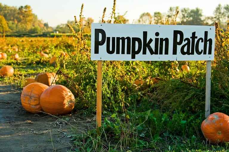 pumpkin patch instagram captions