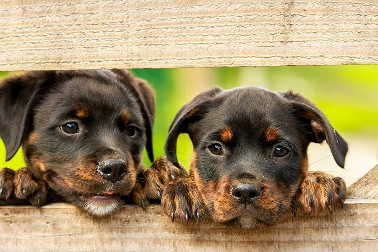 Questions to Ask About Dogs