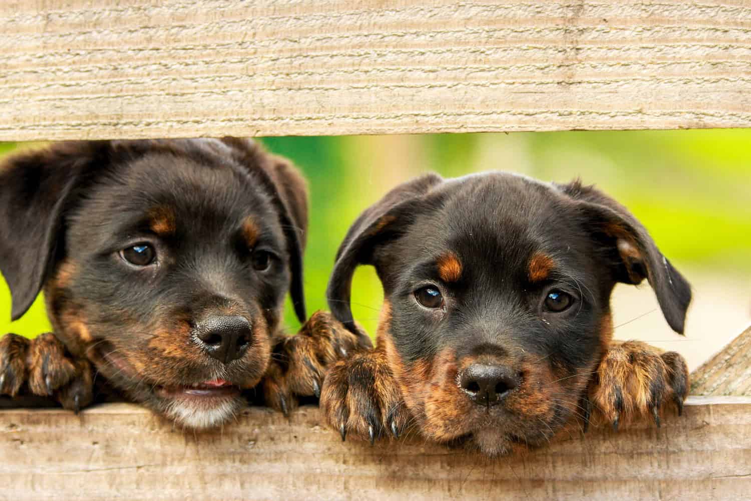 Questions to Ask About Dogs