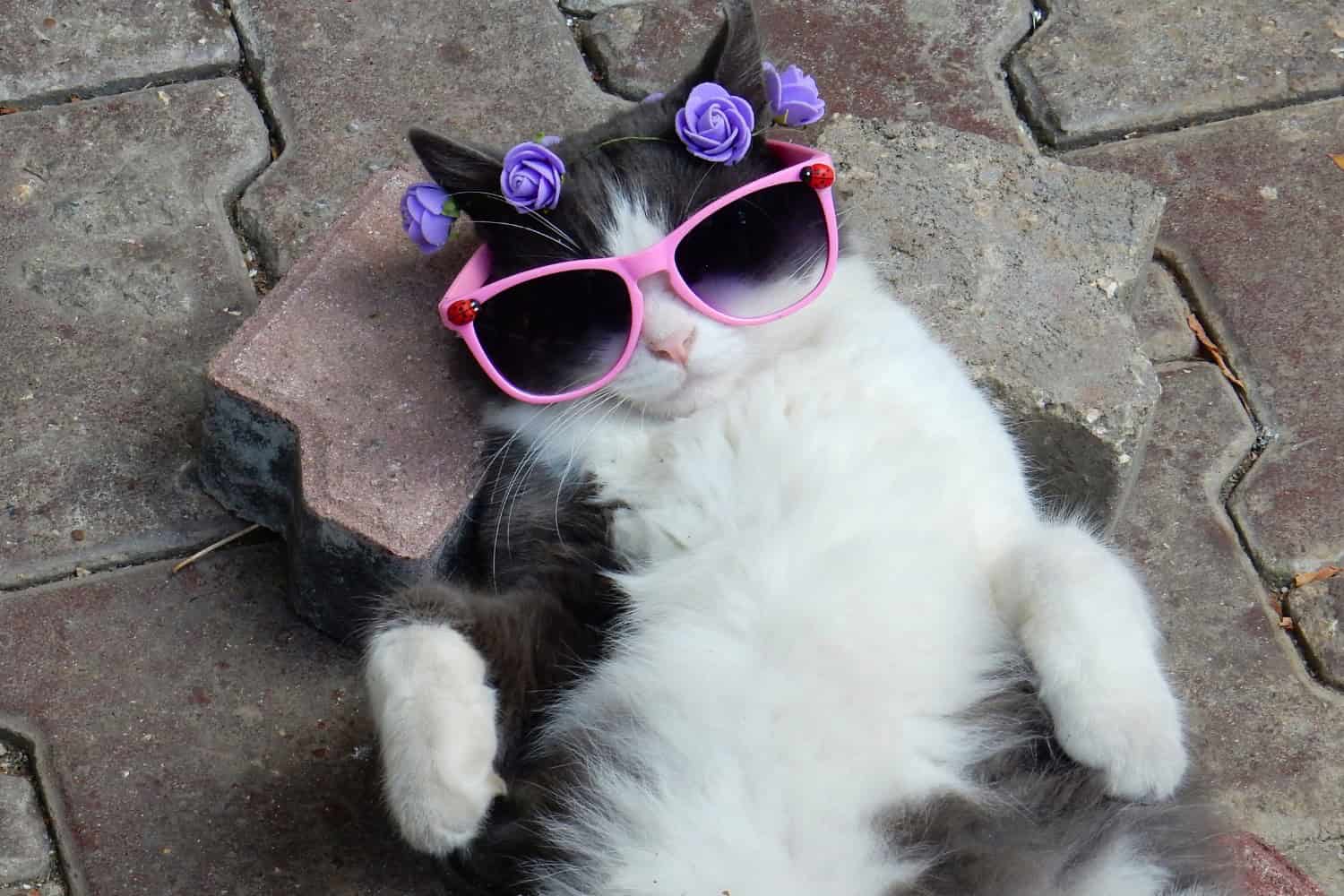 cat captions for instagram