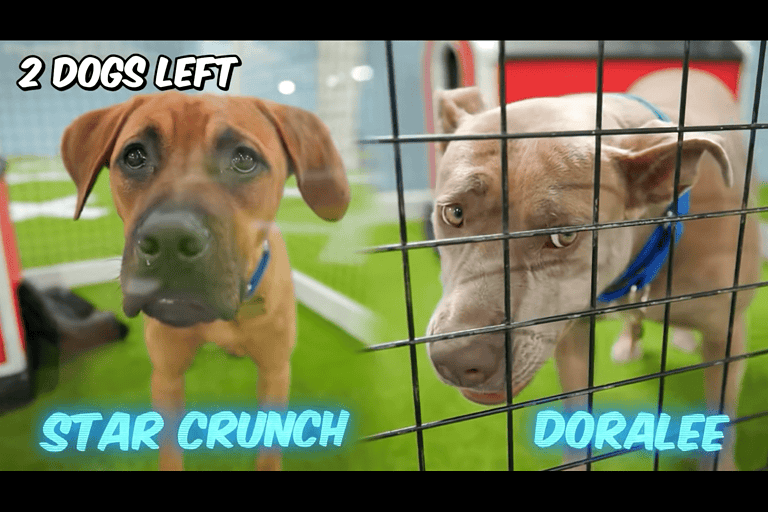 he saved 100 dogs from dying