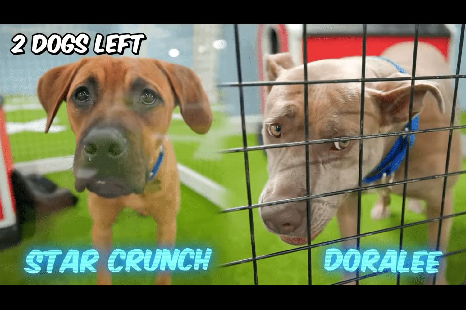 he saved 100 dogs from dying